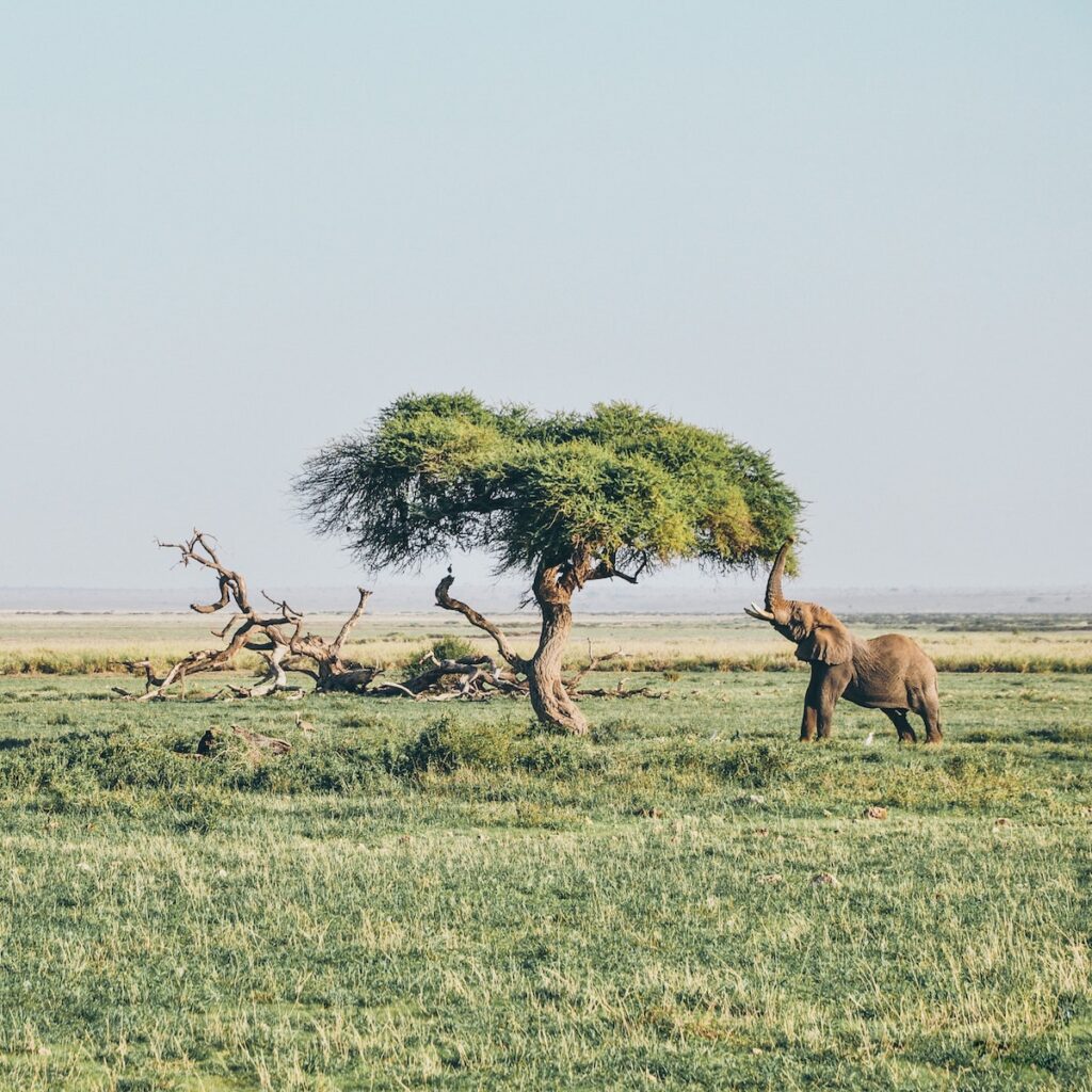 Honeymoon in Kenya | Amboseli National Park