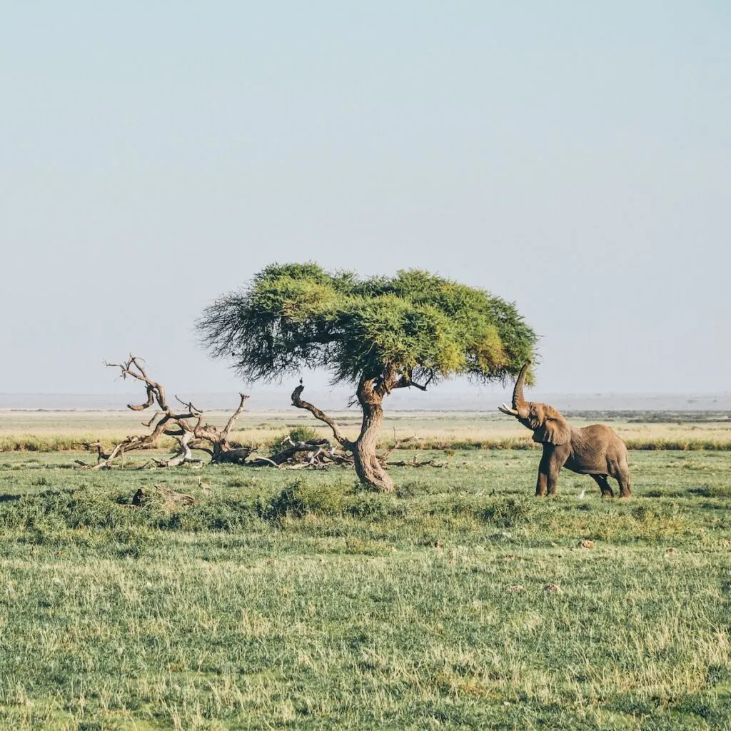 Honeymoon in Kenya | Amboseli National Park