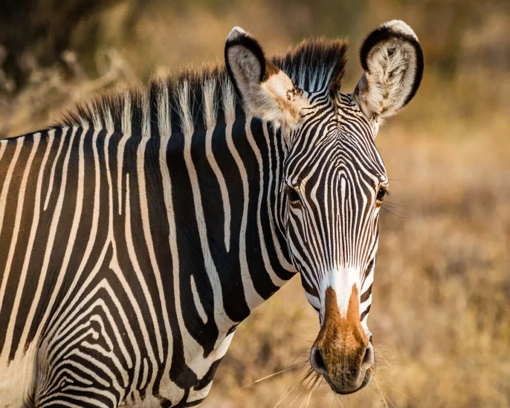 Honeymoon in Kenya | Zebra in Samburu National Reserve