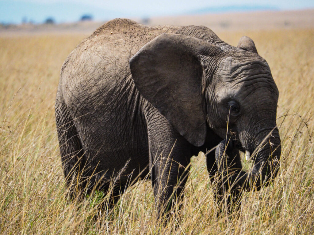 Kenya Honeymoon Guide | Elephant in the grass