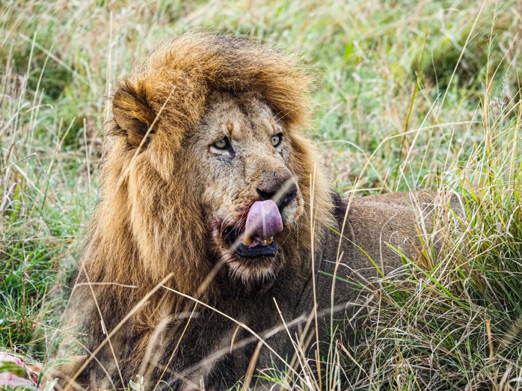 Male lion licking his mouth