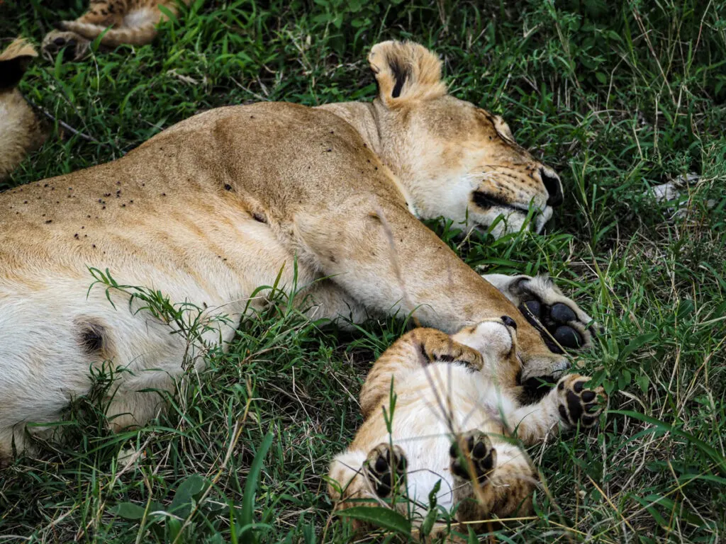 Mother and cub sleeping in the grass