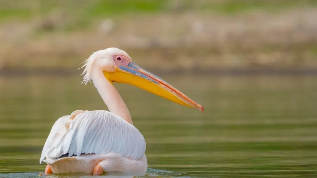 Pelican on Lake Naivasha Kenya