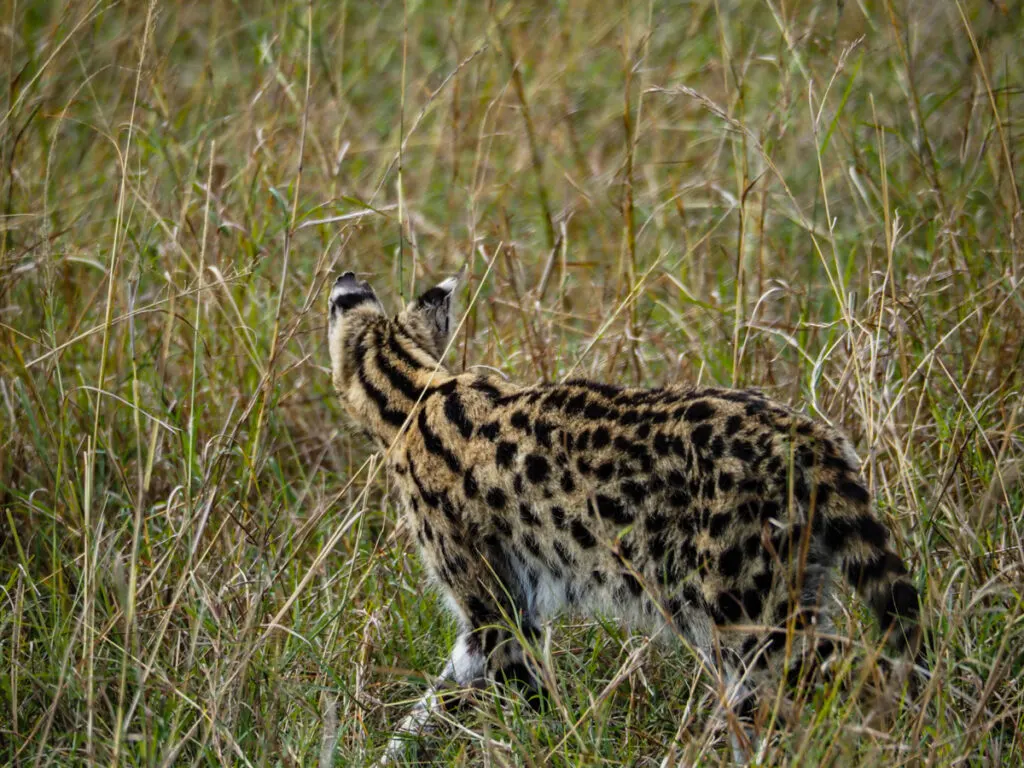 Serval in the savannah