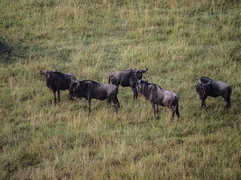 Wildebeest in the Maasai Mara