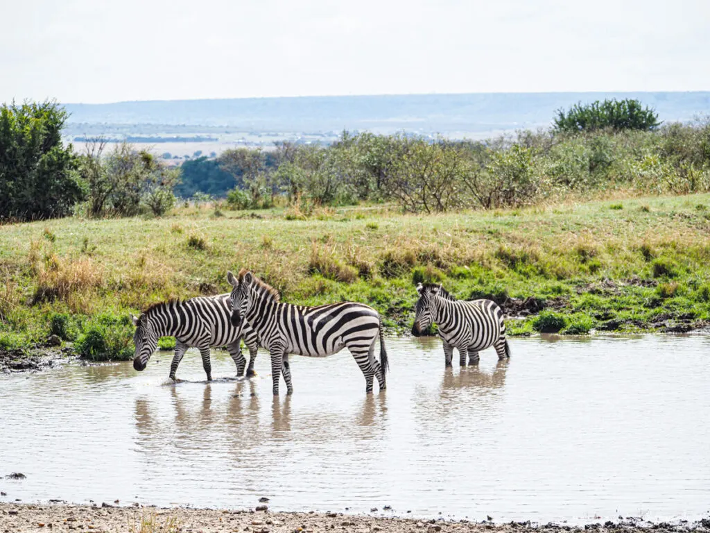 Zebras standing in a pond