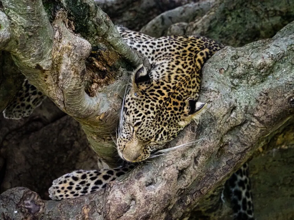 leopard sleeping in the tree
