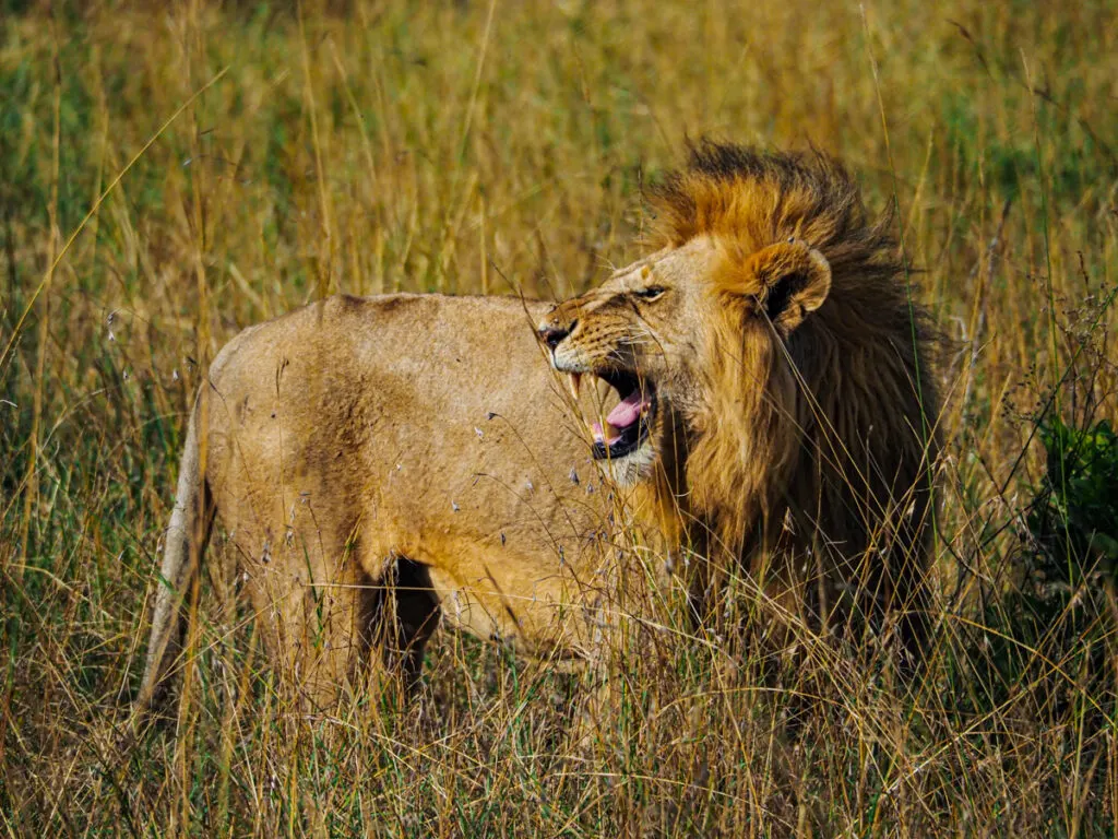 male lion yawning