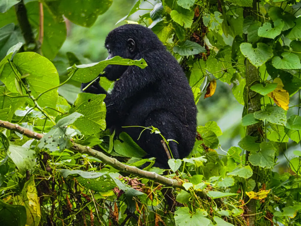 Baby gorilla eating in a tree