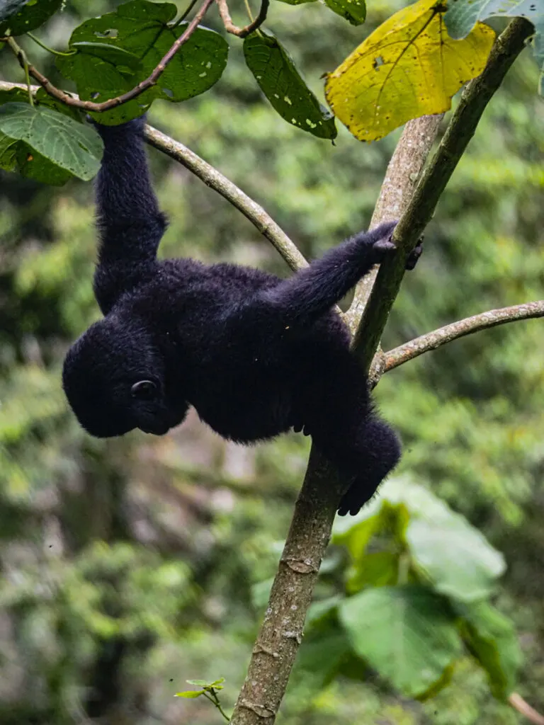 Baby gorilla in a tree in Bwindi