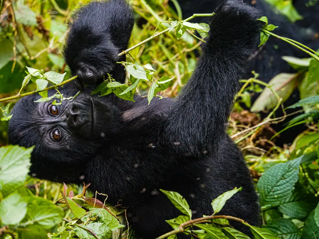 Baby gorilla leaning back