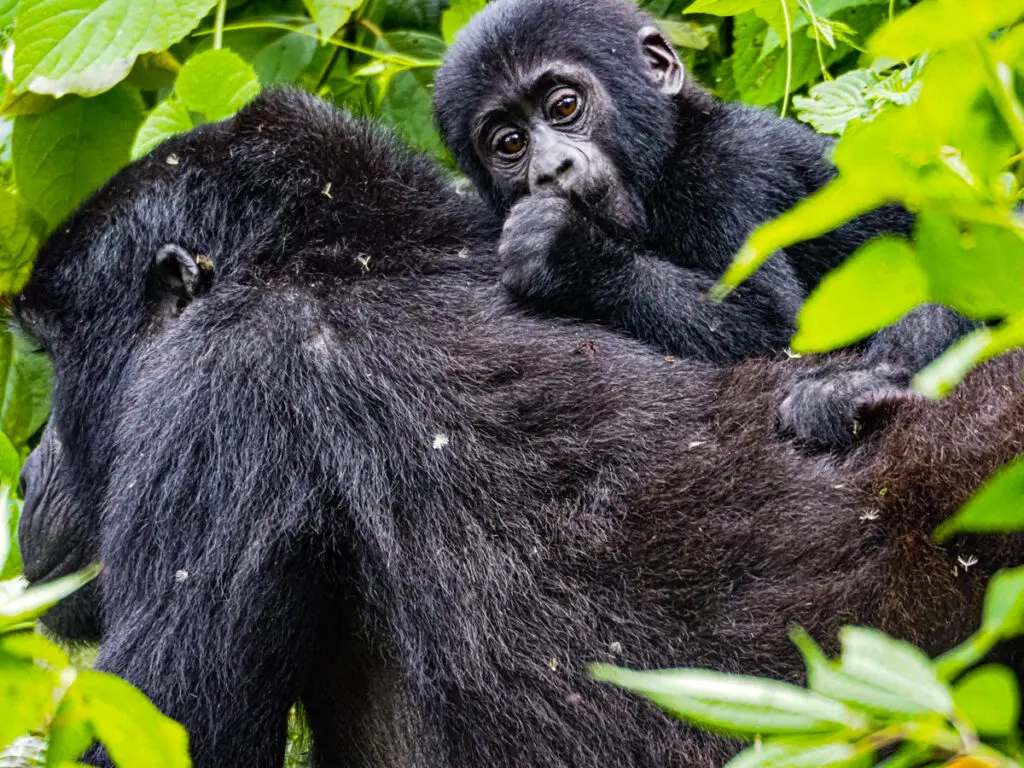 Baby gorilla on its moms back sucking its thumb