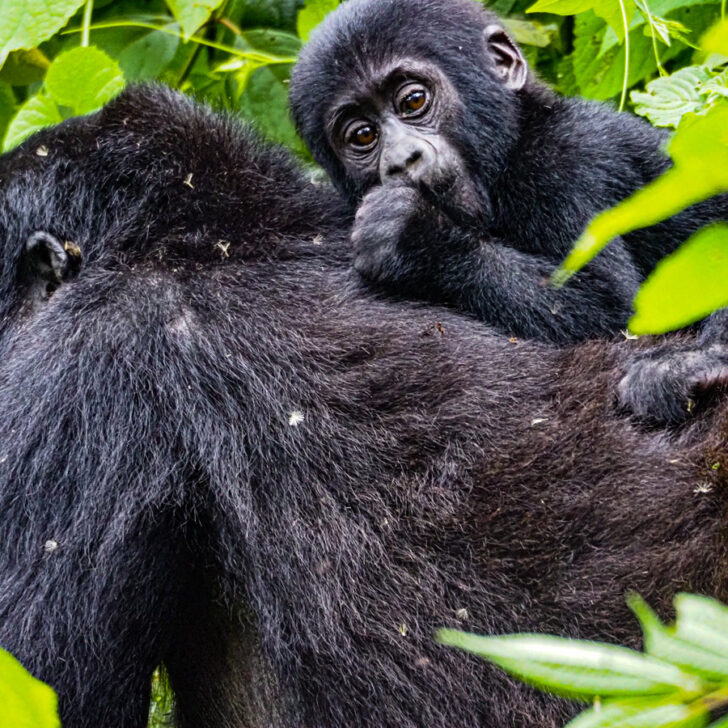Baby gorilla on its moms back sucking its thumb