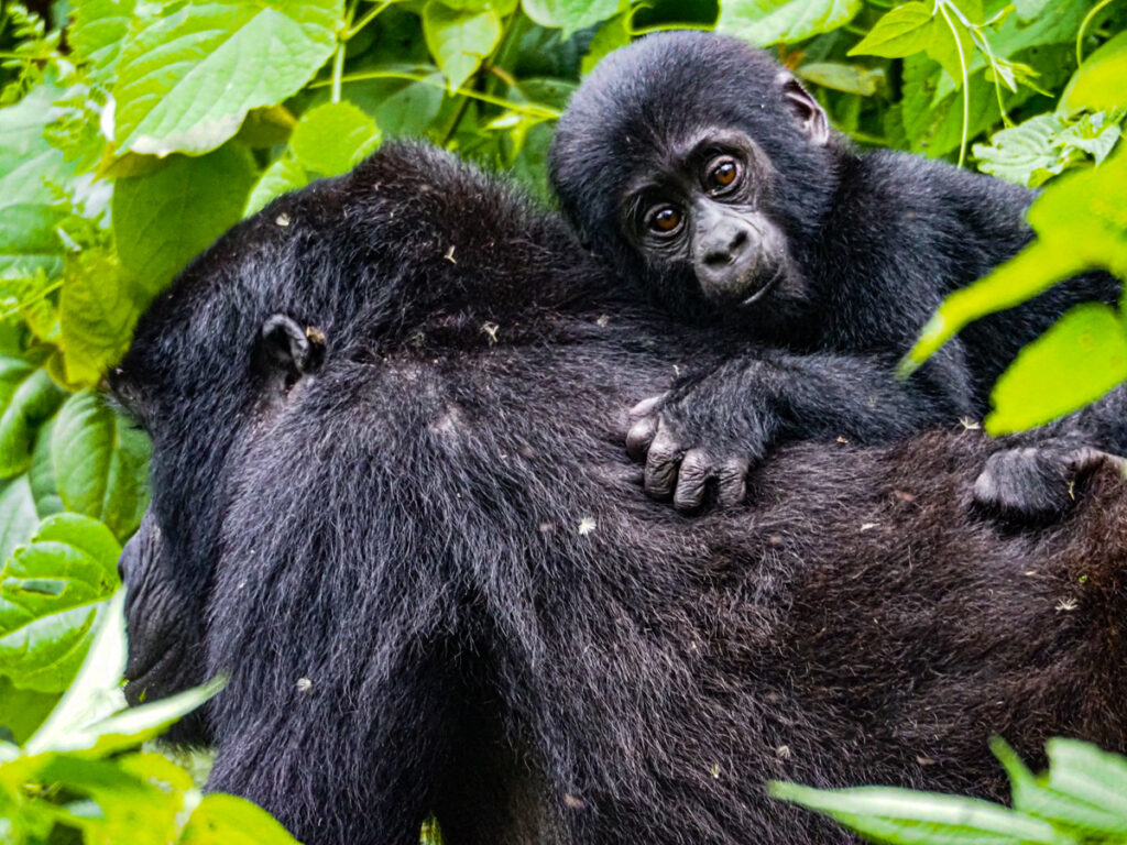 Uganda Gorilla Trekking Cost | Baby gorilla riding on its moms back