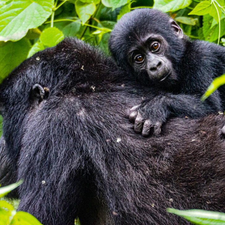 Uganda Gorilla Trekking Cost | Baby gorilla riding on its moms back
