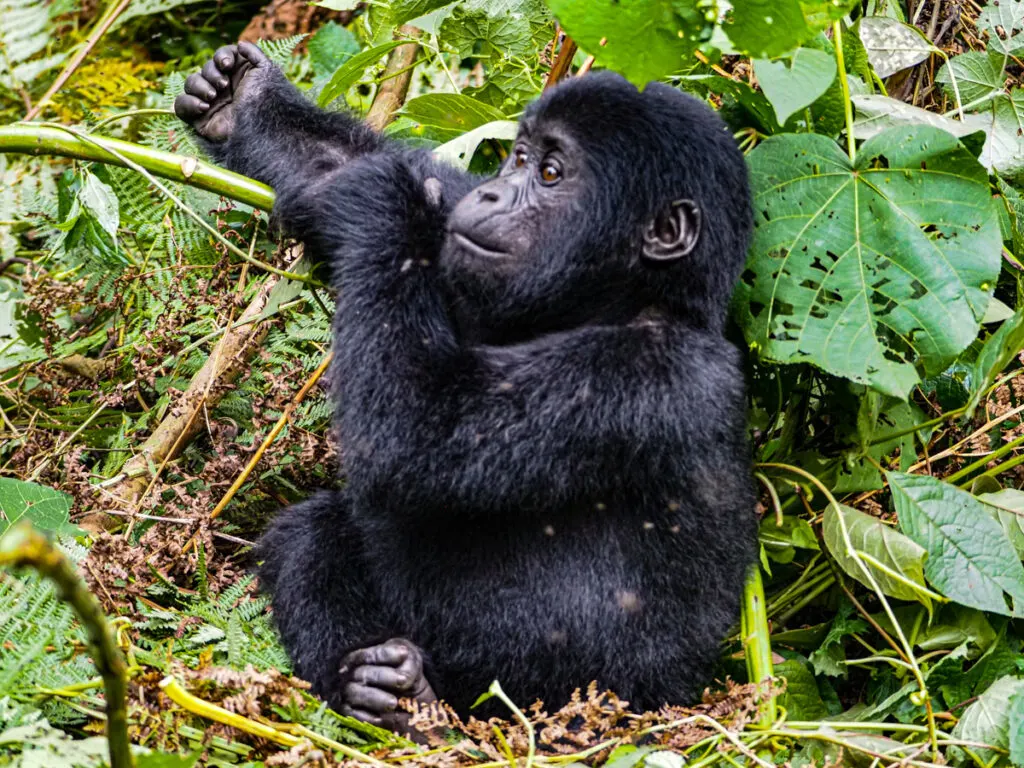 Baby gorilla scratching itself in Bwindi