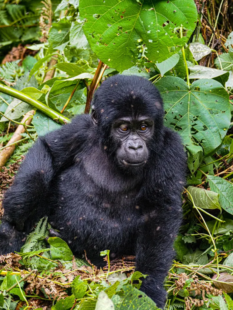 Baby gorilla sitting in Bwindi