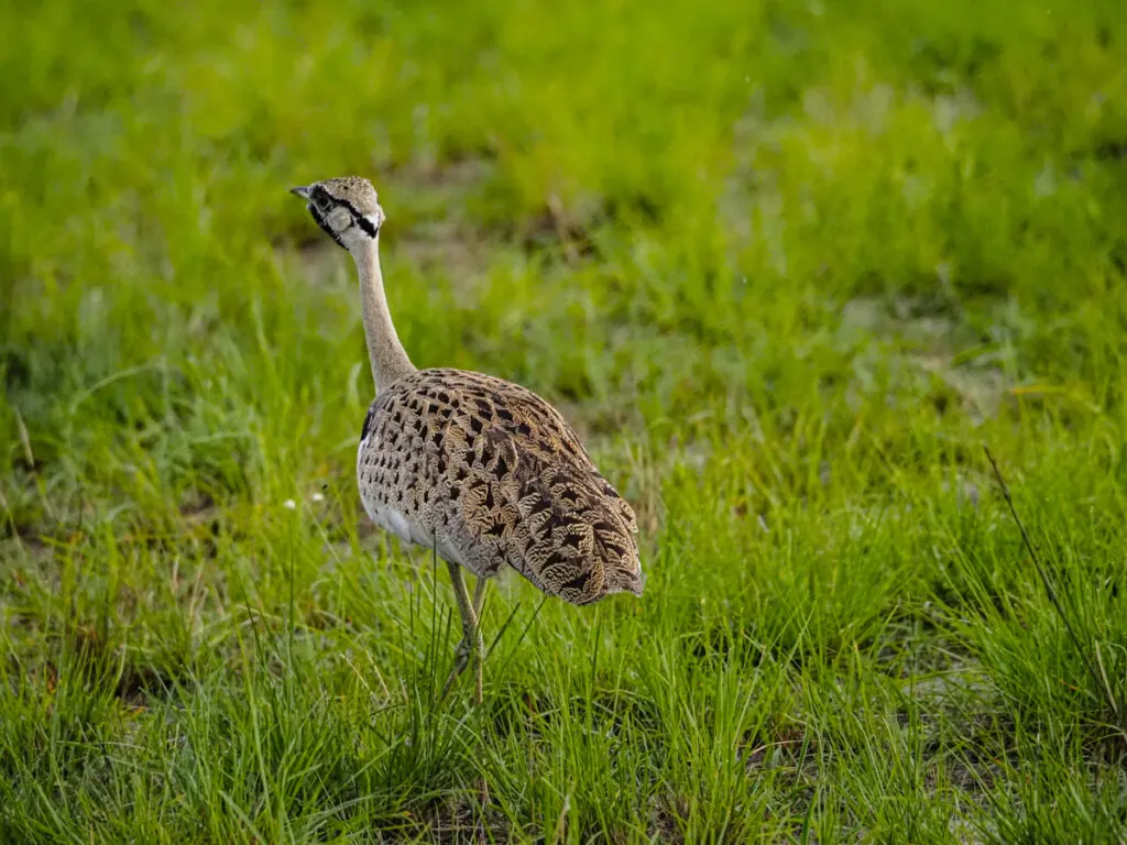 Beautiful bird in Queen Elizabeth National Park