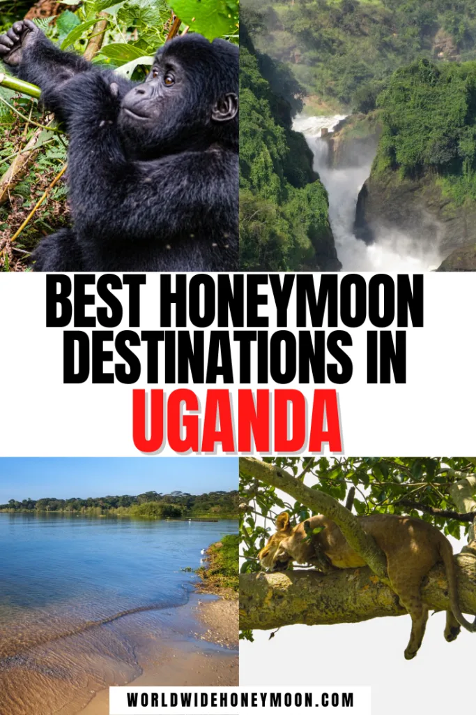 These are the best honeymoon destinations in Uganda | Uganda Honeymoon | Bwindi Impenetrable National Park | Kibale National Park | Entebbe | Uganda Travel | Uganda Travel Pictures | Traveling to Uganda | Travel to Uganda | Things to do in Uganda | Uganda Vacation | Vacation in Uganda | Africa Honeymoon Destinations