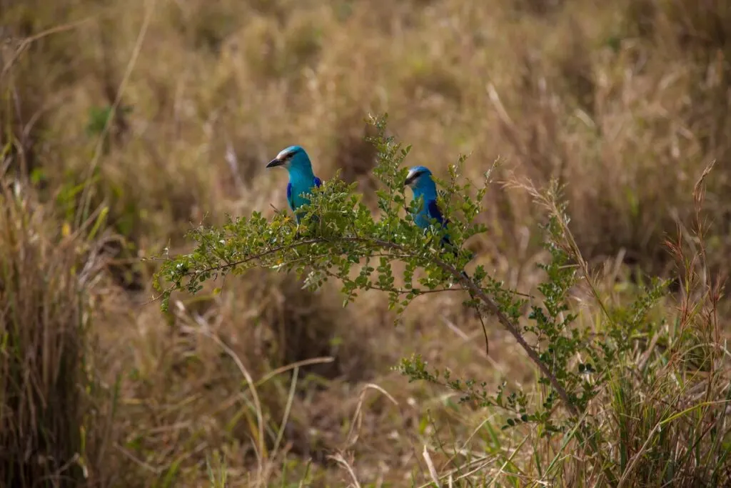 Birds at Kidepo National Park