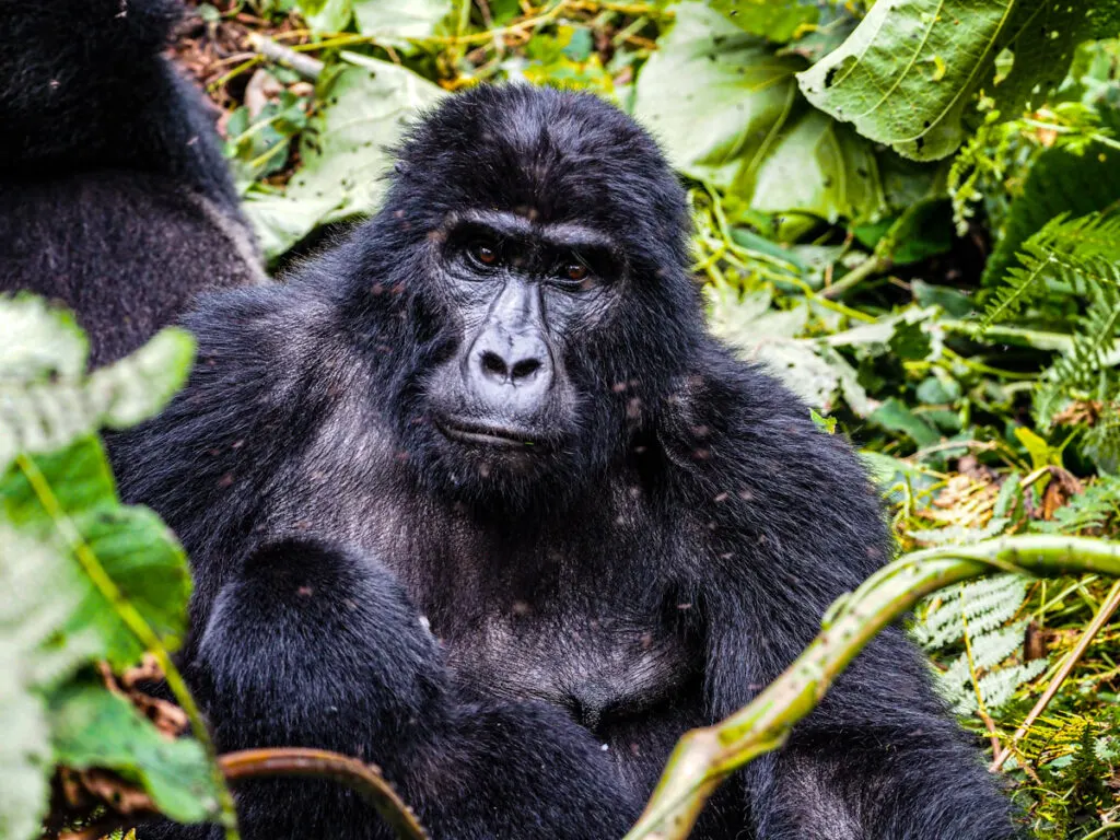 Breastfeeding mother gorilla and baby