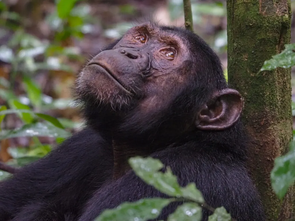 Chimpanzee looking up while sitting on the ground | Kibale National Park | Uganda Honeymoon Destinations