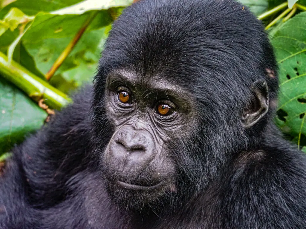 Close up of a face of a baby gorilla