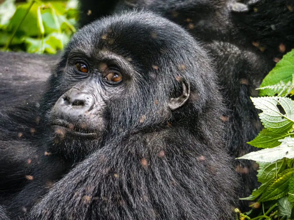Close up of a female gorilla