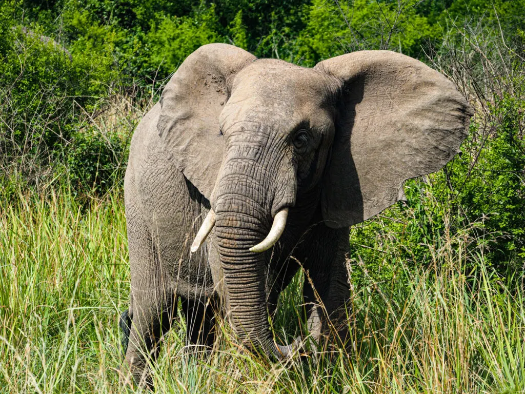 Elephant on safari