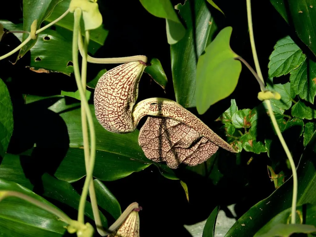 Entebbe Botanical Garden