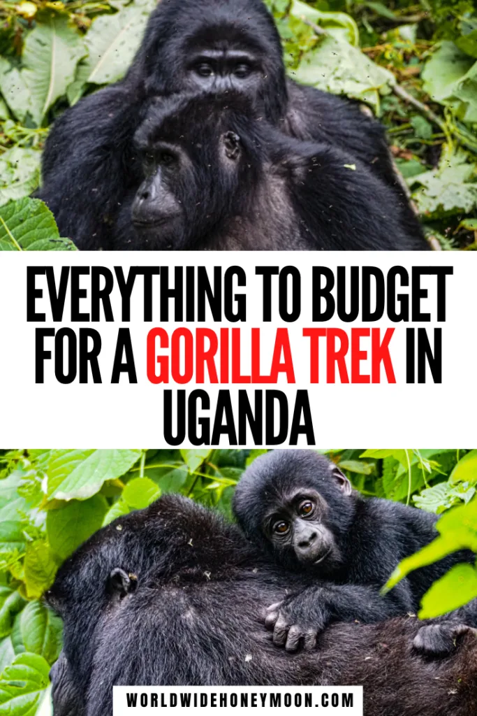 How much does a gorilla trek cost in Uganda | Uganda Gorilla Trekking | Uganda Gorilla Trek | Bwindi Impenetrable National Park | Bwindi Forest | Bwindi National Park | Uganda Bwindi | Gorillas Uganda | Mountain Gorilla Uganda | Gorilla Safari Uganda | Uganda Travel | Uganda Travel Tips | Uganda Travel Pictures | Gorilla Trek Budget | Uganda Vacation