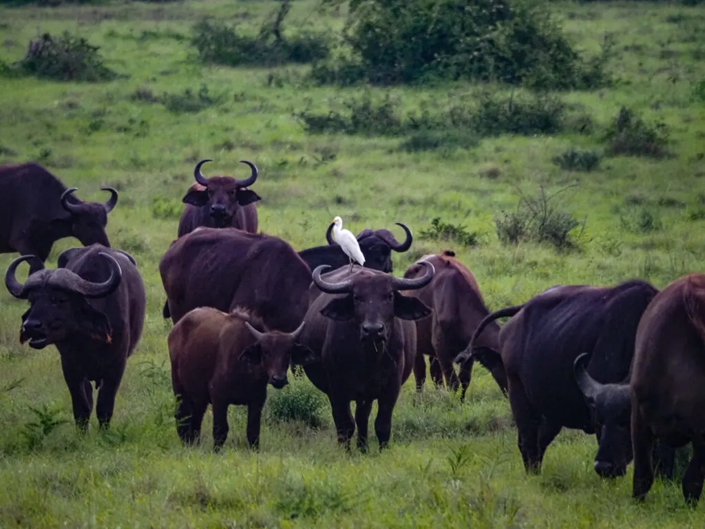 Herd of buffalo in Queen Elizabeth National Park