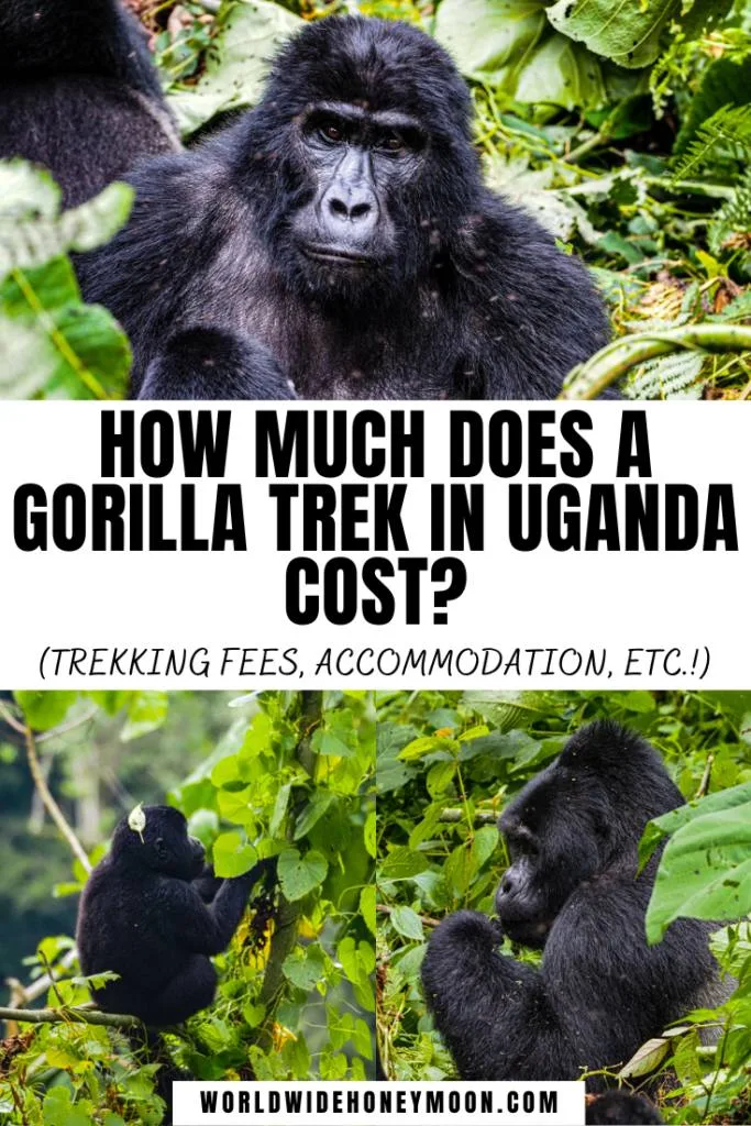 How much does a gorilla trek cost in Uganda | Uganda Gorilla Trekking | Uganda Gorilla Trek | Bwindi Impenetrable National Park | Bwindi Forest | Bwindi National Park | Uganda Bwindi | Gorillas Uganda | Mountain Gorilla Uganda | Gorilla Safari Uganda | Uganda Travel | Uganda Travel Tips | Uganda Travel Pictures | Gorilla Trek Budget | Uganda Vacation