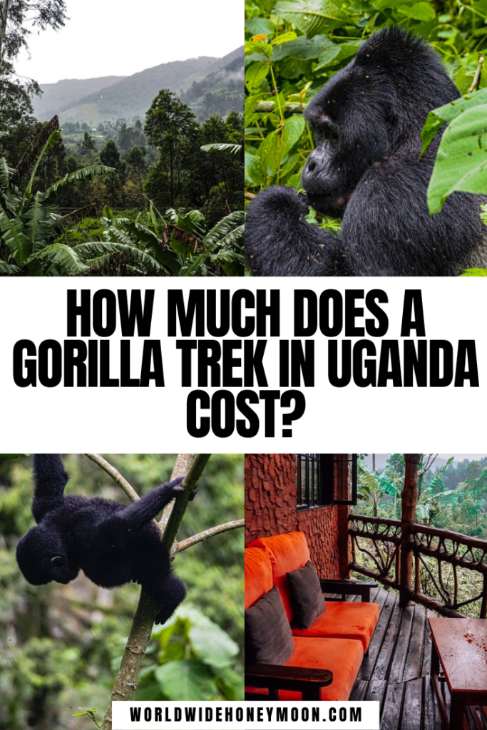 How much does a gorilla trek cost in Uganda | Uganda Gorilla Trekking | Uganda Gorilla Trek | Bwindi Impenetrable National Park | Bwindi Forest | Bwindi National Park | Uganda Bwindi | Gorillas Uganda | Mountain Gorilla Uganda | Gorilla Safari Uganda | Uganda Travel | Uganda Travel Tips | Uganda Travel Pictures | Gorilla Trek Budget | Uganda Vacation