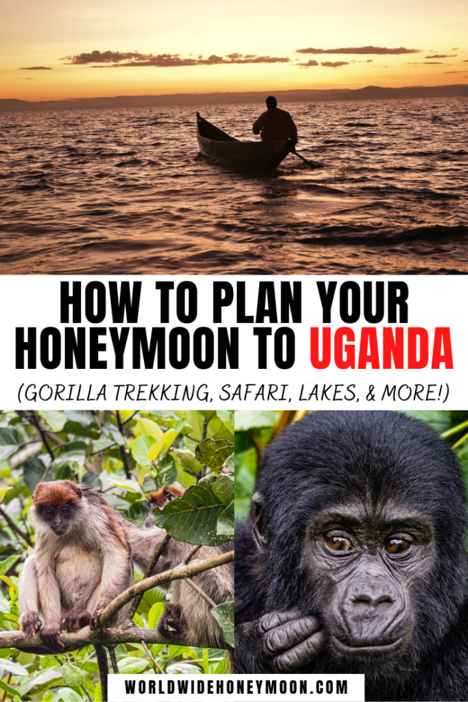 These are the best honeymoon destinations in Uganda | Uganda Honeymoon | Bwindi Impenetrable National Park | Kibale National Park | Entebbe | Uganda Travel | Uganda Travel Pictures | Traveling to Uganda | Travel to Uganda | Things to do in Uganda | Uganda Vacation | Vacation in Uganda | Africa Honeymoon Destinations