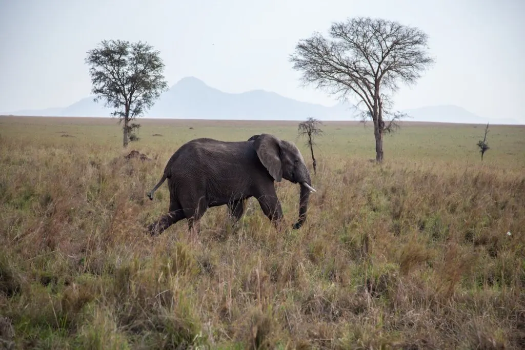 Kidepo National Park in Uganda