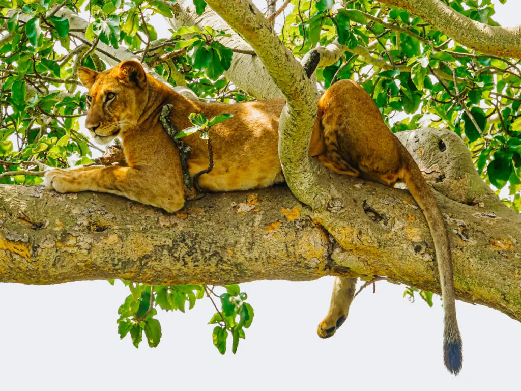 Lion relaxing in a tree