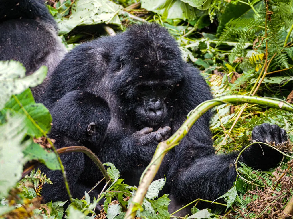 Mother and baby gorilla