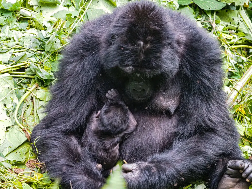 Mother and baby gorilla feeding