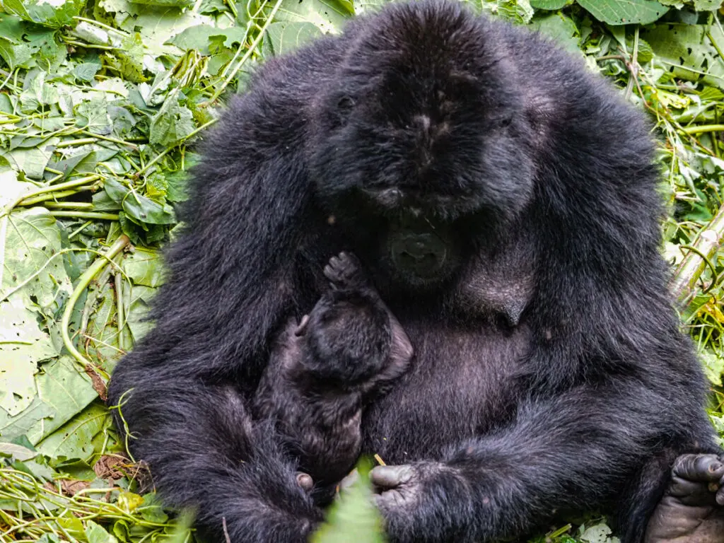 Mother and small baby gorilla