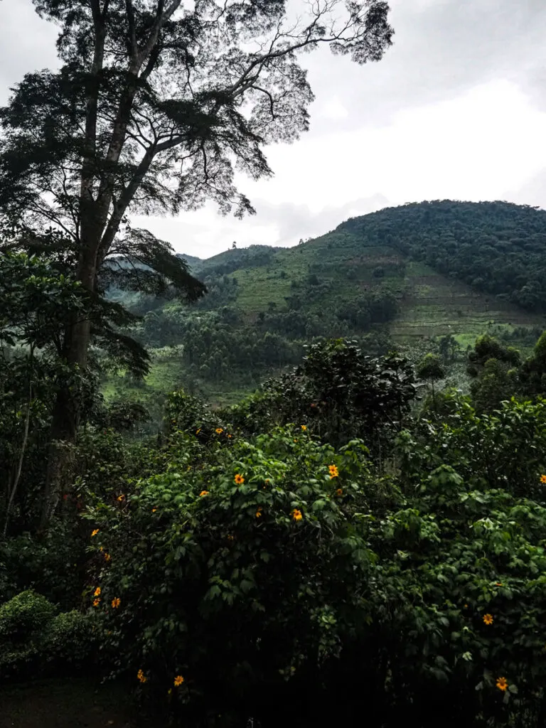 Mountains of Bwindi