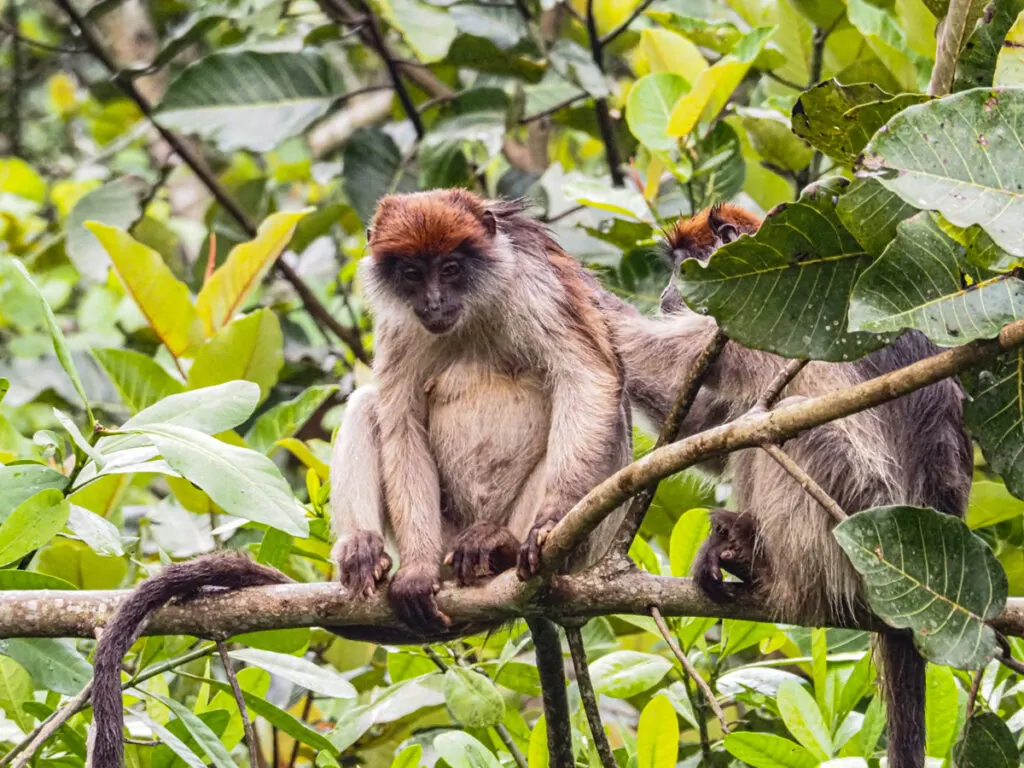 Red Colobus monkeys grooming each other in Kibale