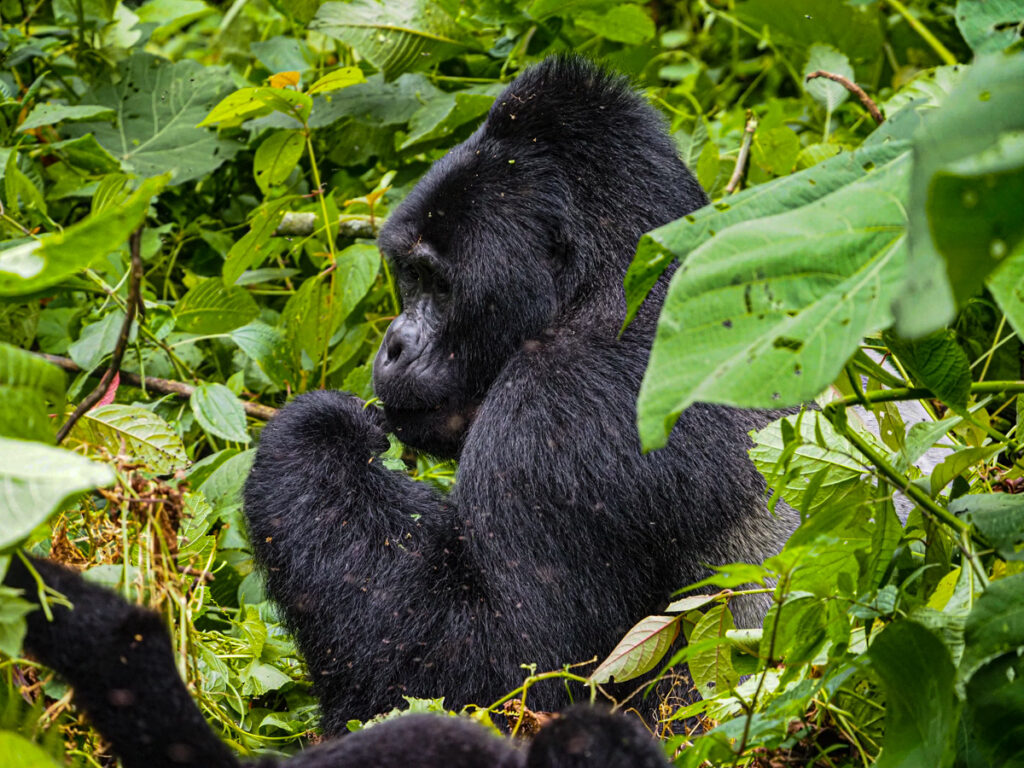 Silverback gorilla at Bwindi Impenetrable National Park