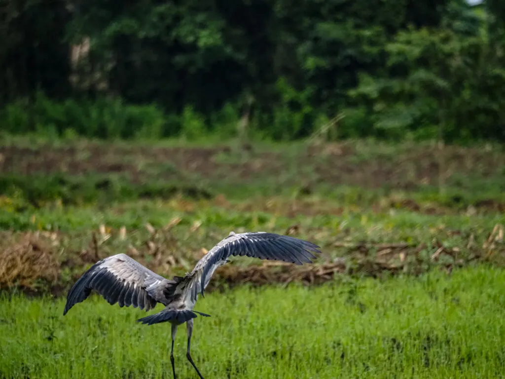 Stork about to take flight in a swamp