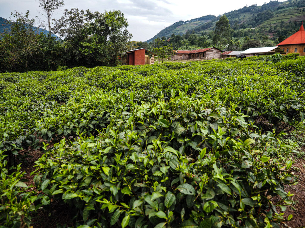 Tea farm in Buhoma