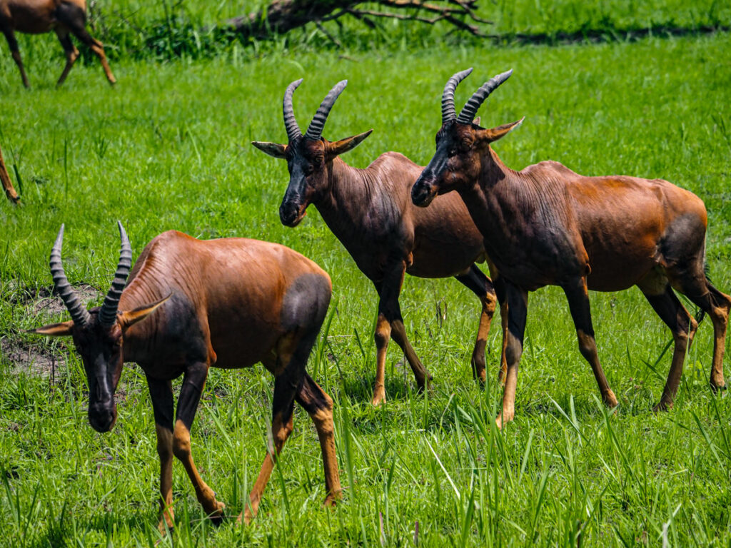 Topi walking