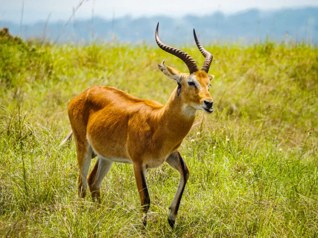 Uganda Kob in Queen Elizabeth National Park