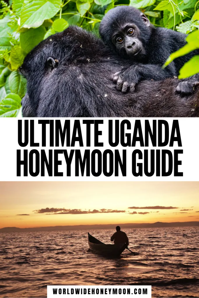 These are the best honeymoon destinations in Uganda | Uganda Honeymoon | Bwindi Impenetrable National Park | Kibale National Park | Entebbe | Uganda Travel | Uganda Travel Pictures | Traveling to Uganda | Travel to Uganda | Things to do in Uganda | Uganda Vacation | Vacation in Uganda | Africa Honeymoon Destinations