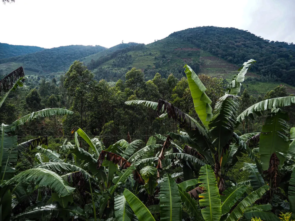 View of Bwindi from our lodge