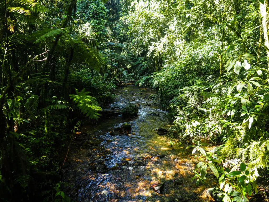 creek in Bwindi